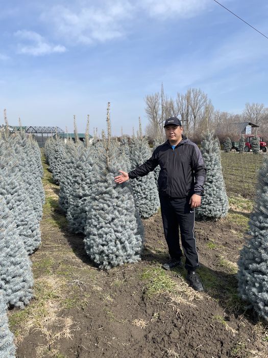 Ель голубая