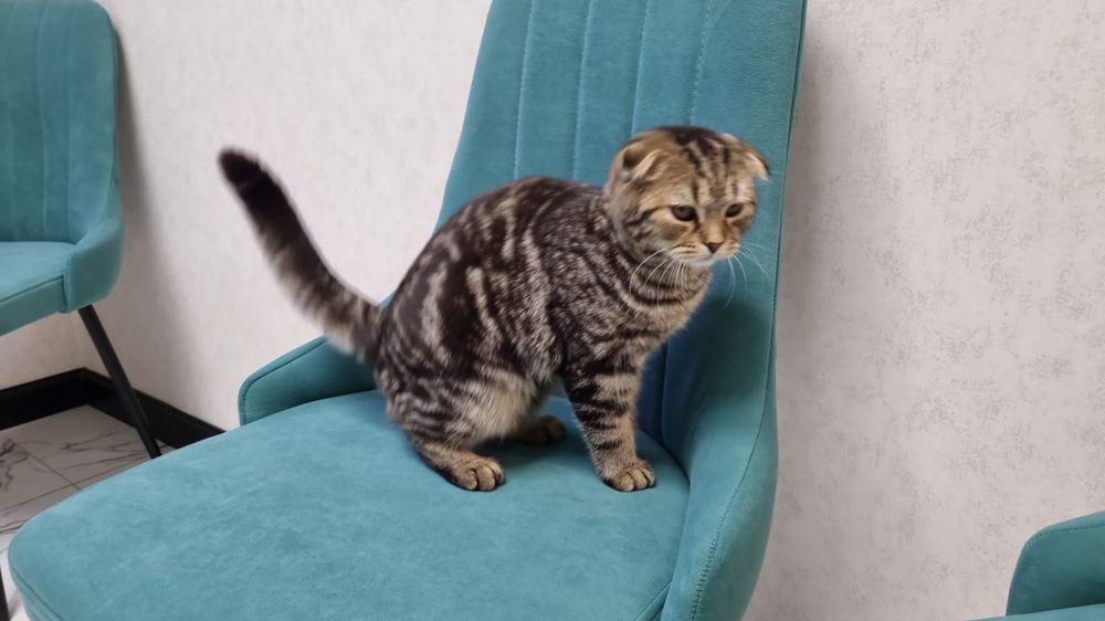 Продам кошку пародистая