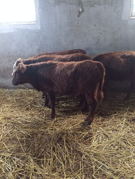 Продам 4 бычка , Бесагаш