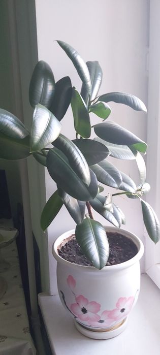 Продам фокус Бенджамина