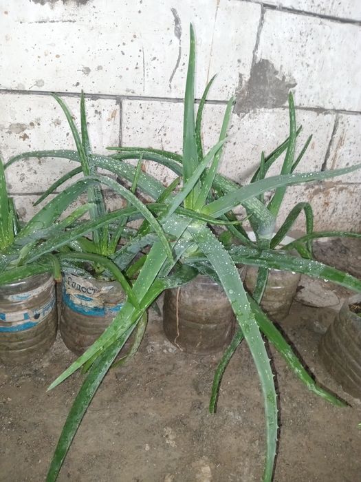 Продаю лечебное Алоэ вера