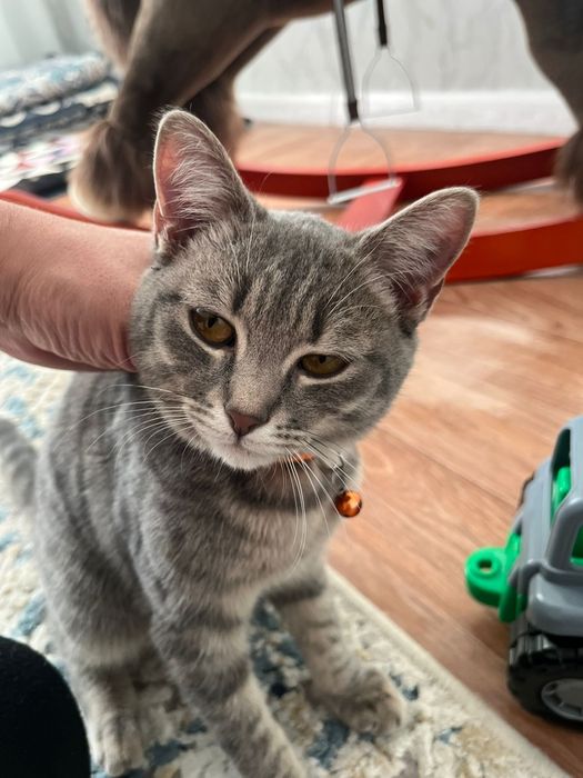 Найден котенок ищем хозяина