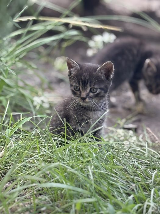 Отдам котят в хорошие руки