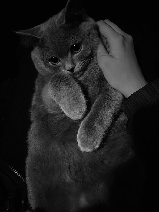 Ищем мальчика для вязки