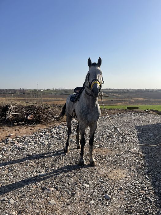 Ot sotiladi Yevropa boyi 1,75 sm