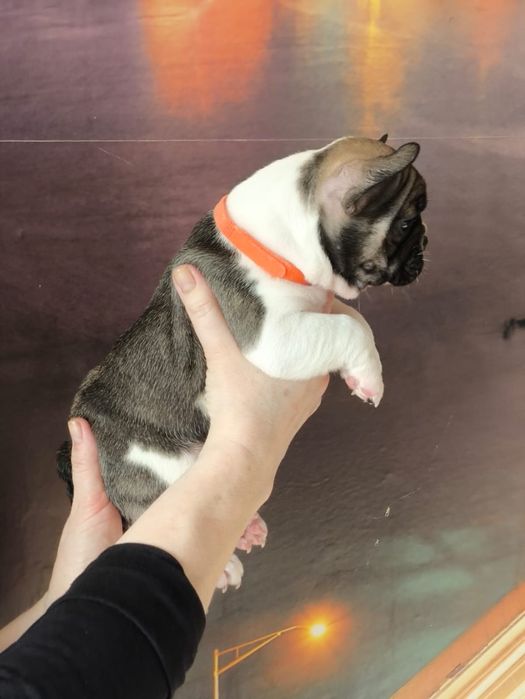 Продам щенков французский бульдог