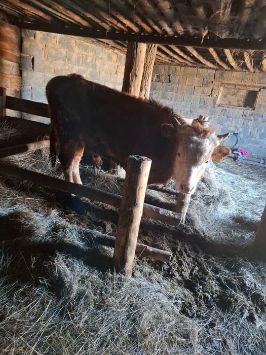 Продам бычков 2 головки