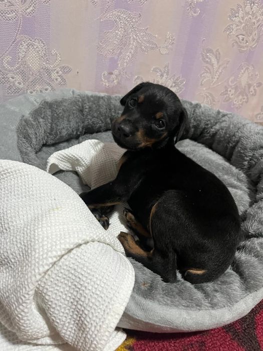 щинок доберман чистокровный