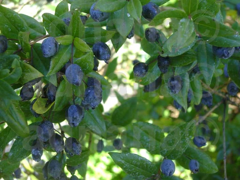 Plic 50 Seminte Mirt - Myrtus communis