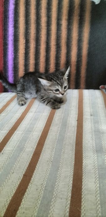 Продаются котята
