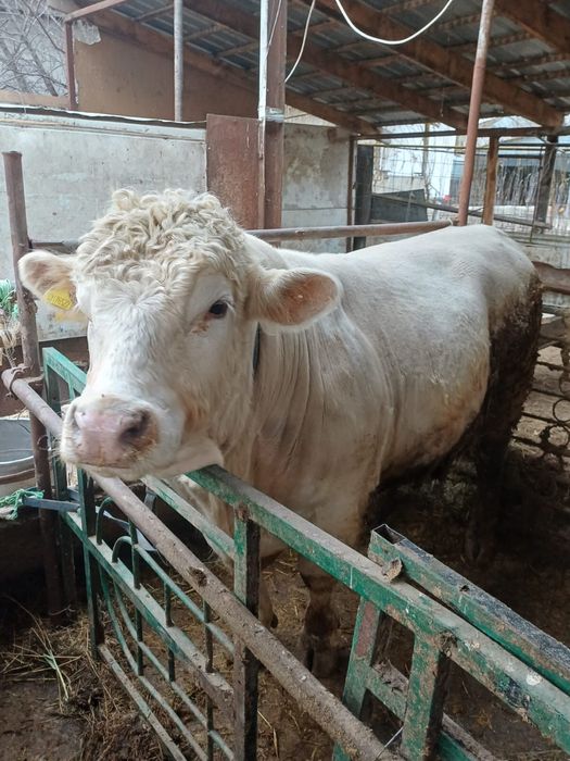 Продам Быка Аулиеколь