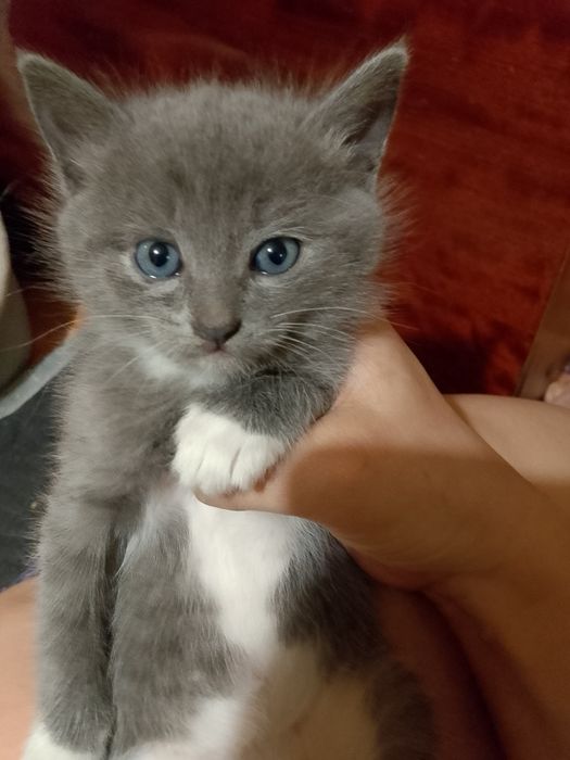 Отдам даром котят