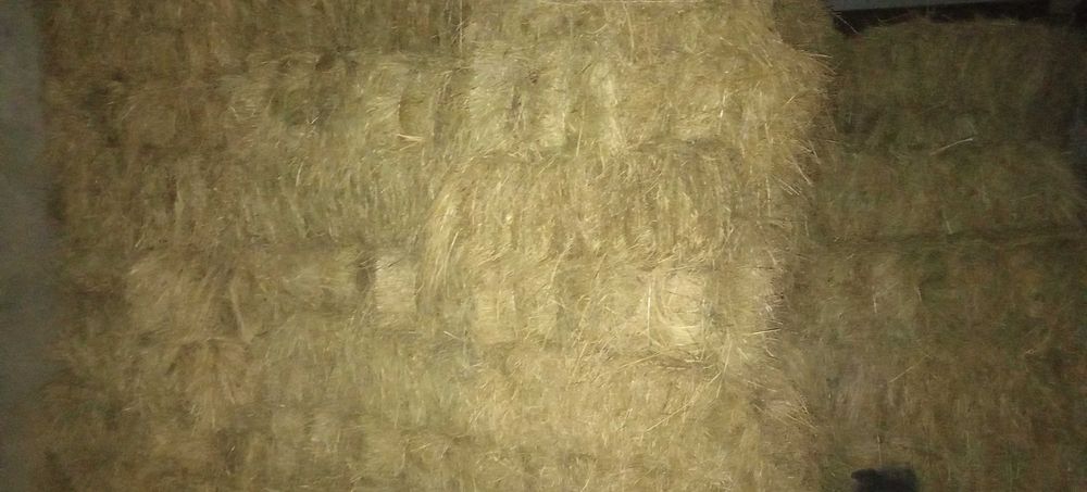 Продам сено 2025 года покоса