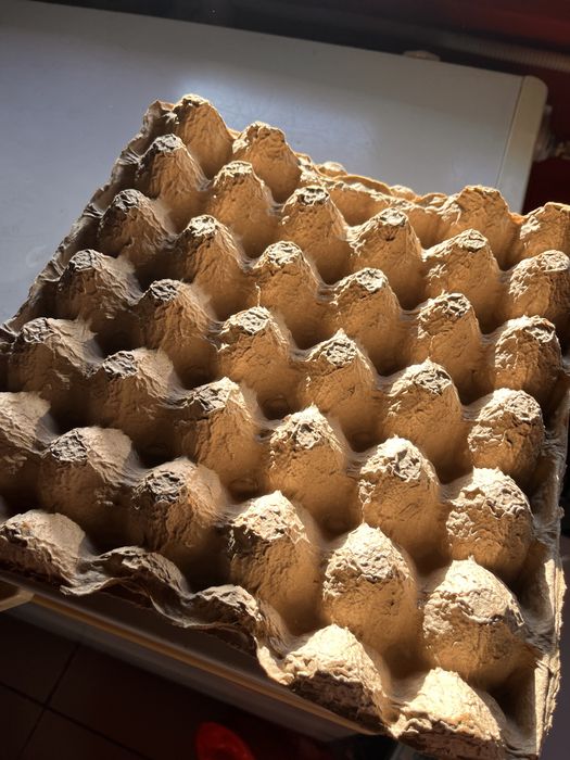Яичные лотки продам б/у