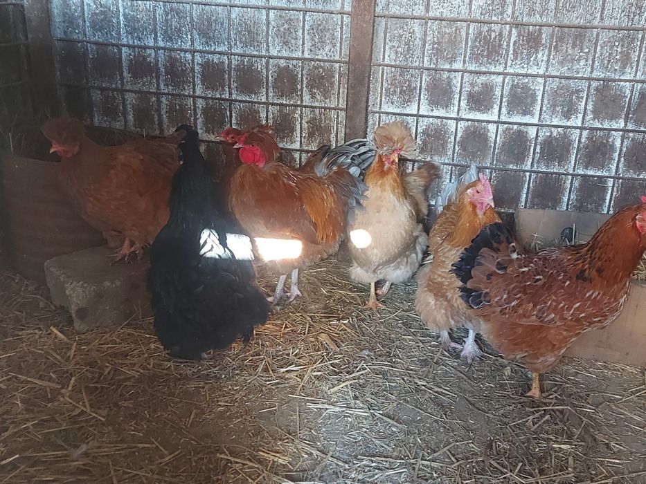 Vând găini și cocos moțat