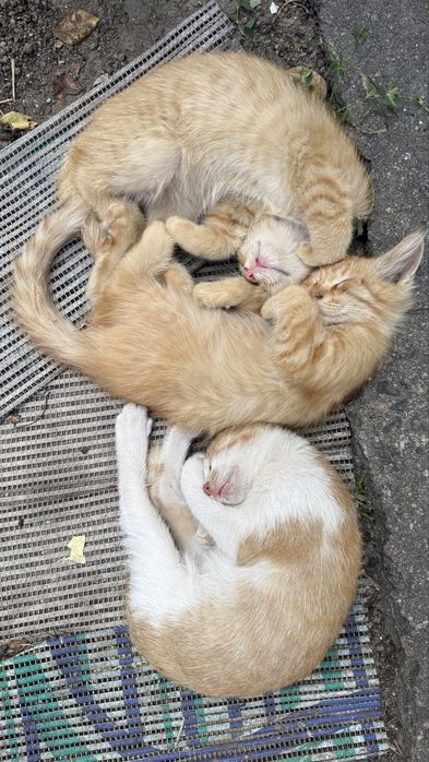 Котики 2,5 месяца ищут хозяев
