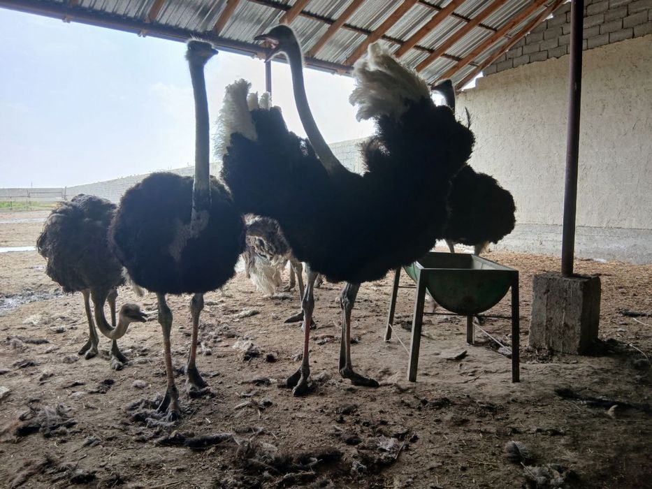 Straus Tuyaqush 3 para