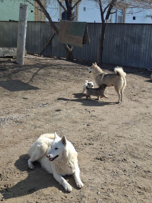 Лайка күшіктер (щенки)