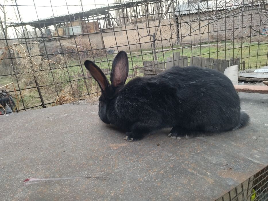 Кролики фландер  самки самци