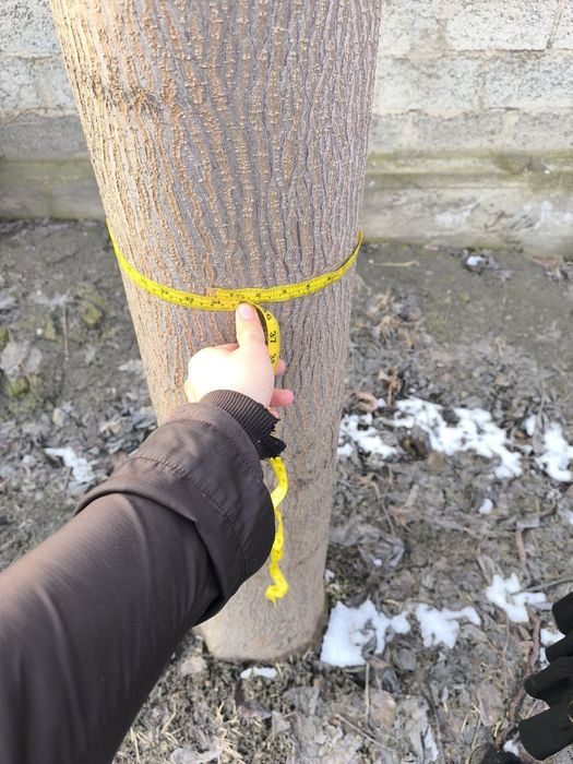 Tayyor pavlovniya daraxti(7 yillik)-Sifatli yog'och