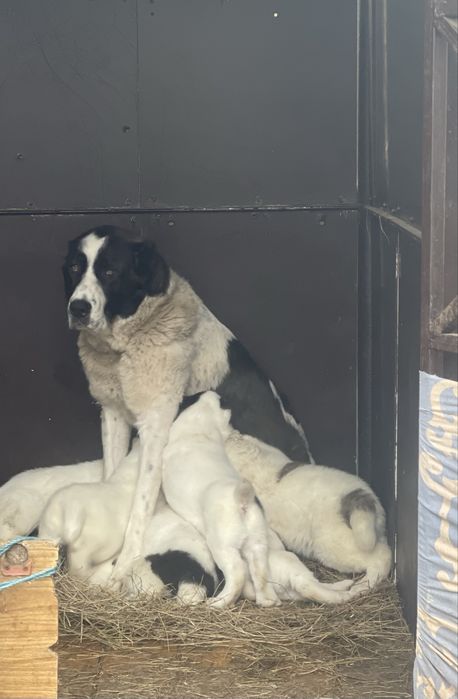 Продам супер кобелька алабай