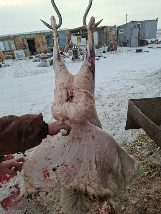 Продам тушу баранины