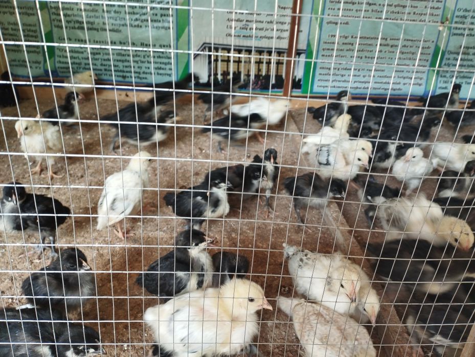 Gigant Jersiy va Adlerskiy Serebriy Zotli Joʻjalar sotuvda.