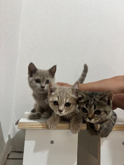 Кошки шатландские