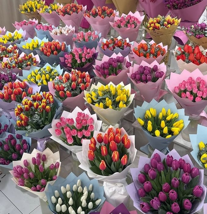 Предзаказ на тюльпаны высшего сорта по 700