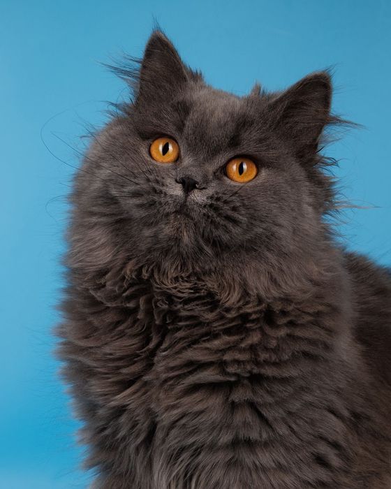 Длиношерстные британские котята