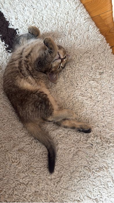 Котенок 2 месяца