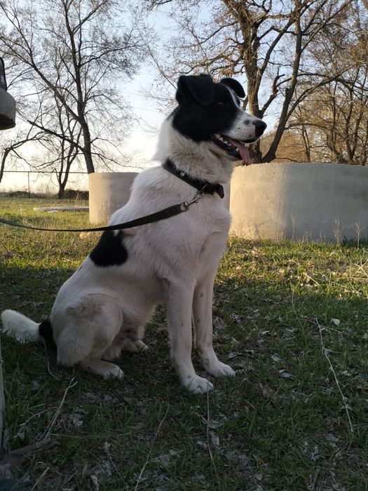 Метис алабая ищет дом!