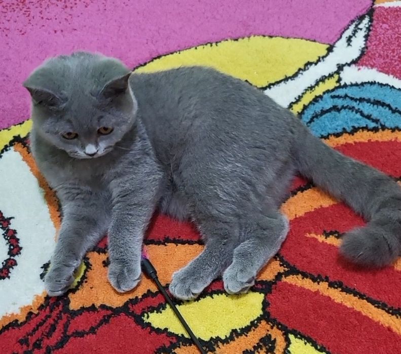 British shorthair