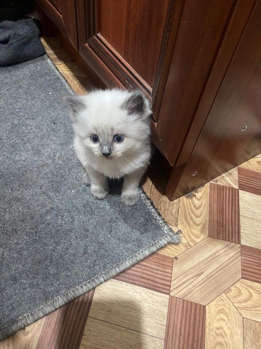 Отдам котят в добрые руки