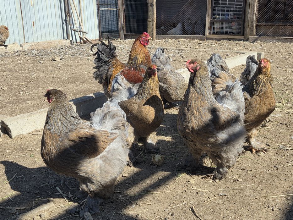 Цыплята брама...