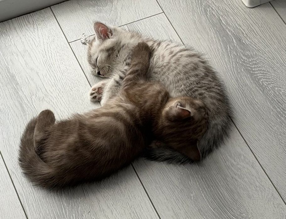 Продается котенок