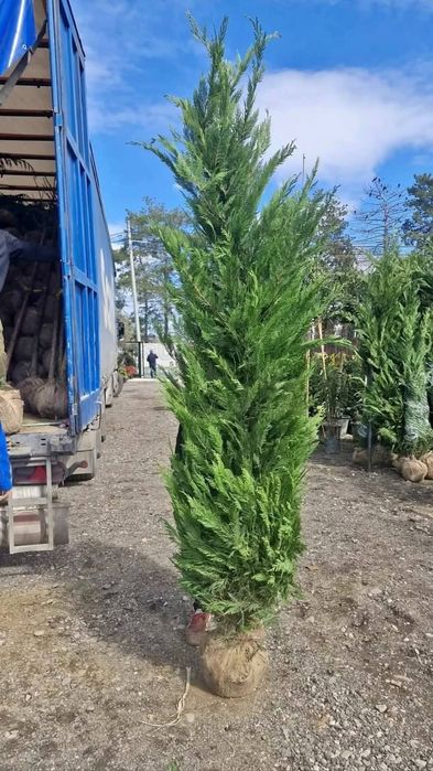 Cupressus leylandii