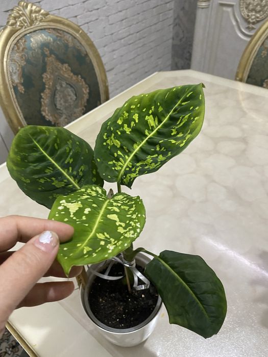 Диффинбахия сорт рефлектор