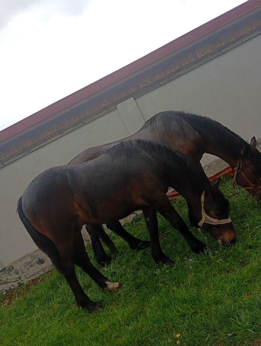 Vând mânz de un 1 cuminte nu musca nu zvârle..
