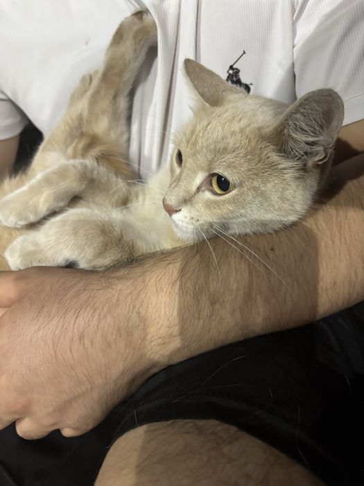 Отдадим срочно!.!