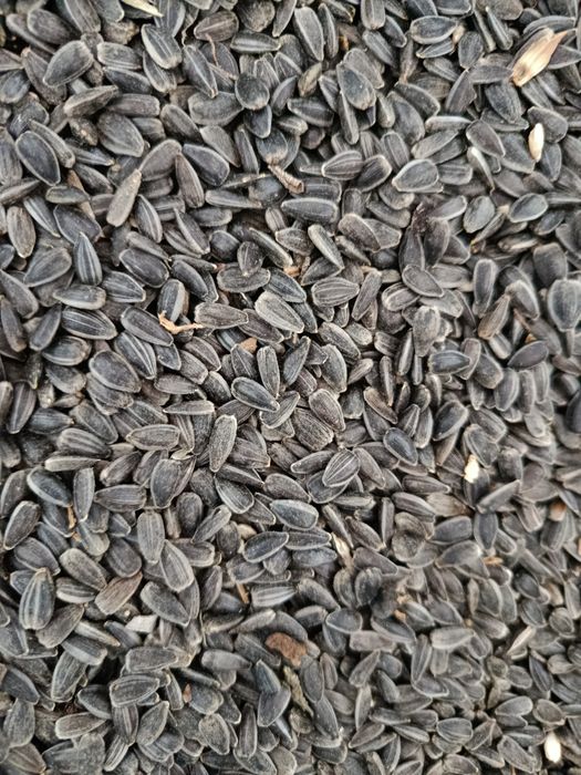 Vând floarea soarelui