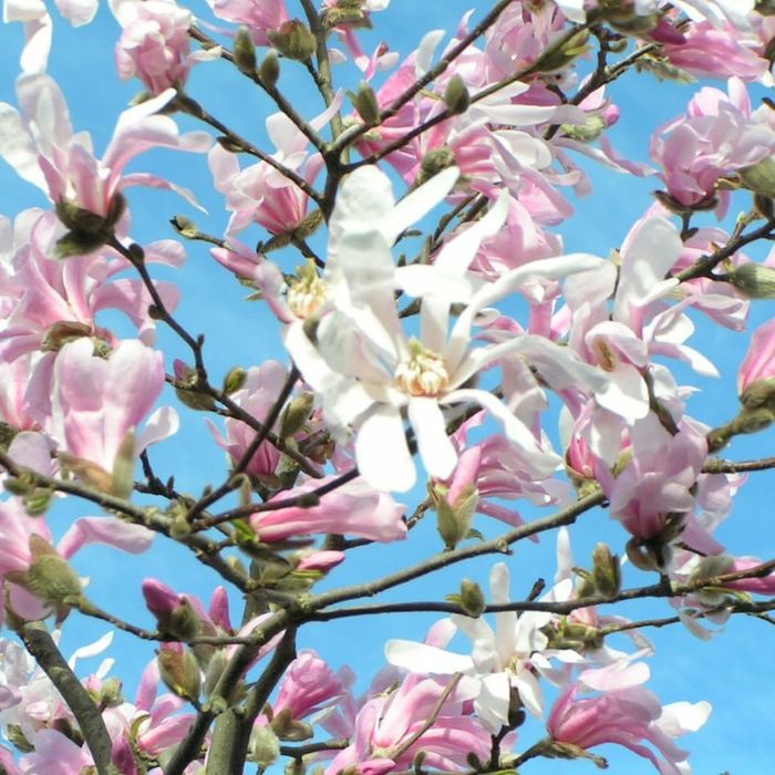 Magnolia Ruba Rustica