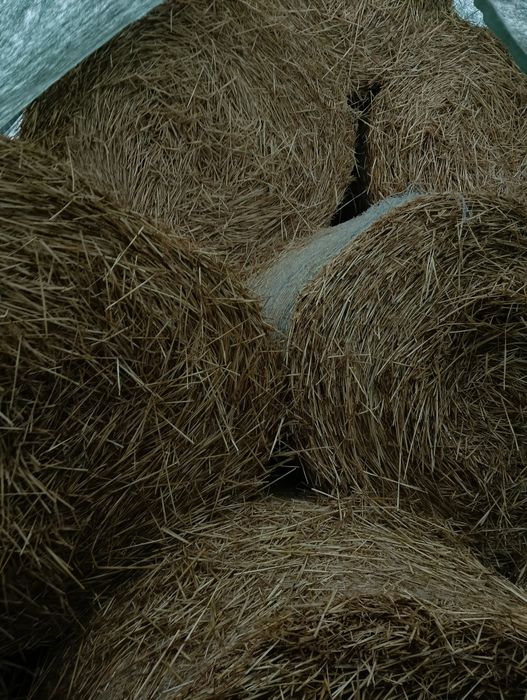 Baloti de paie tinuti la adapost 120.120