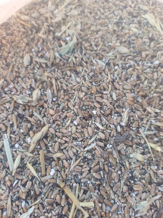 Зерноотходы хорошего качества