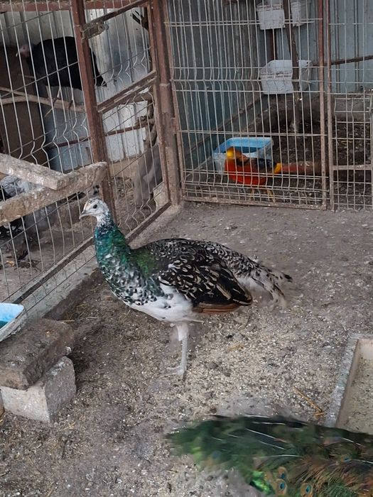 Păuni umăr negru de vânzare