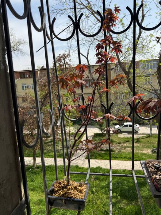 Продается яронский клен в бонсайной плошке