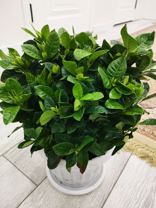 Домашние растения, доставка