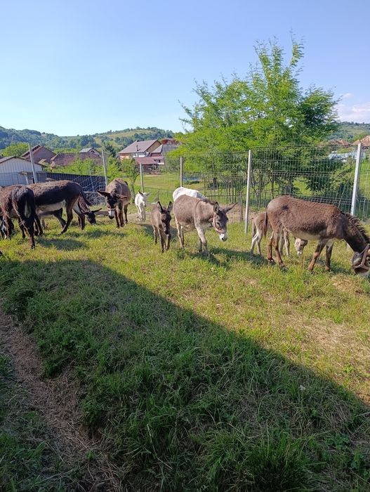 Măgărițe cu pui 1l lapte la zi