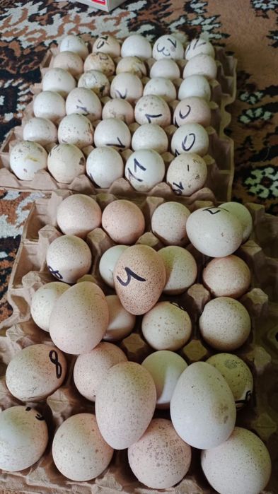 Яйца домашние, индюшка