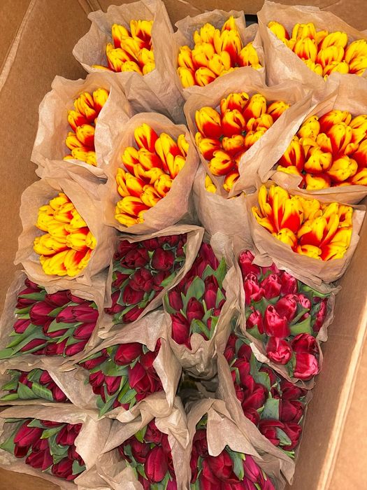 Тюльпаны Беллорусские